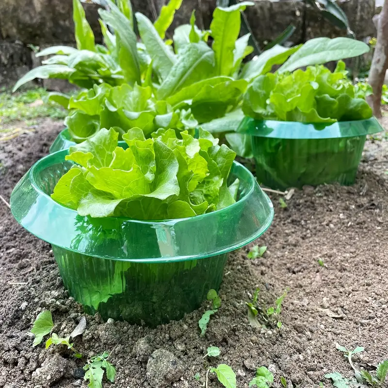 Ochrona roślin przed ślimakami – Vegetable Transplanter recenzja i cena
